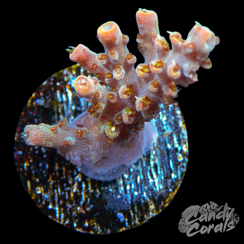 Cherry Corals Voodoo Majick Acropora Coral A76