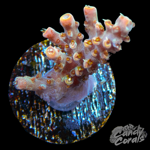 Cherry Corals Voodoo Majick Acropora Coral A76 – Candy Corals