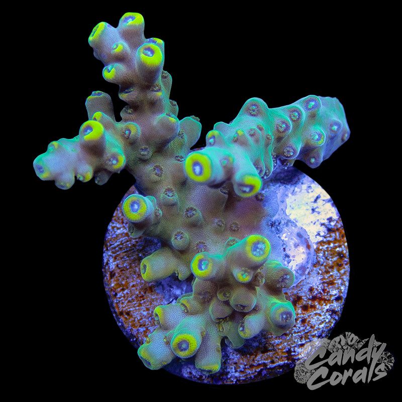 Bali Shortcake Acropora Sp. Frag A52