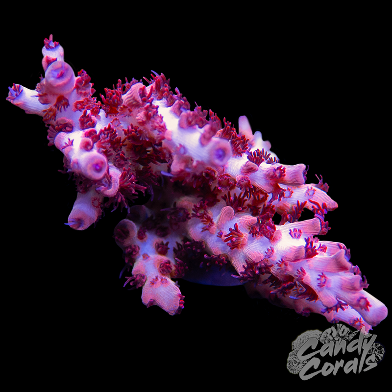 Blaze of Glory Acropora Sp. Frag