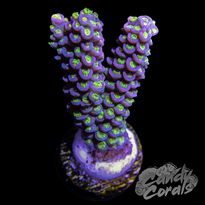 RR Rubiks Acropora Sp. Frag