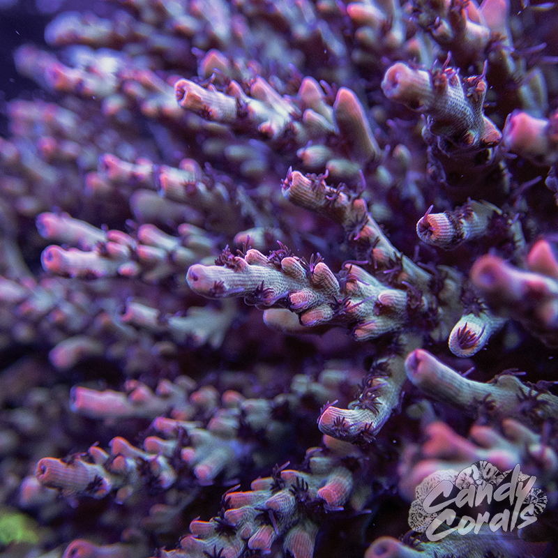CB Maleficent Acropora Sp. Frag A28