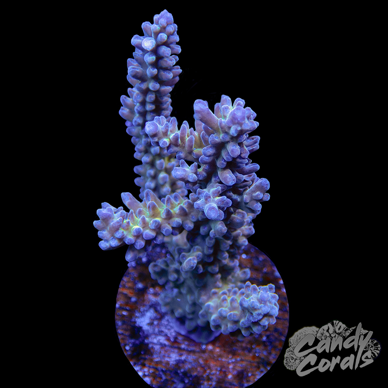 Gilded Grapes Acropora Sp. WYSIWYG 27