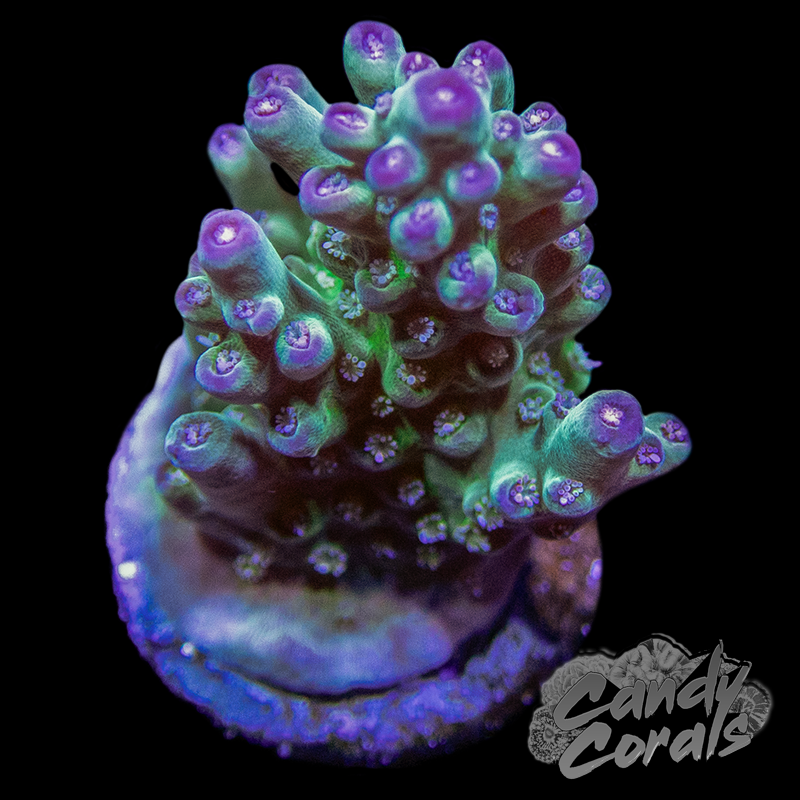 Fairytale Forest Acropora Sp. Frag