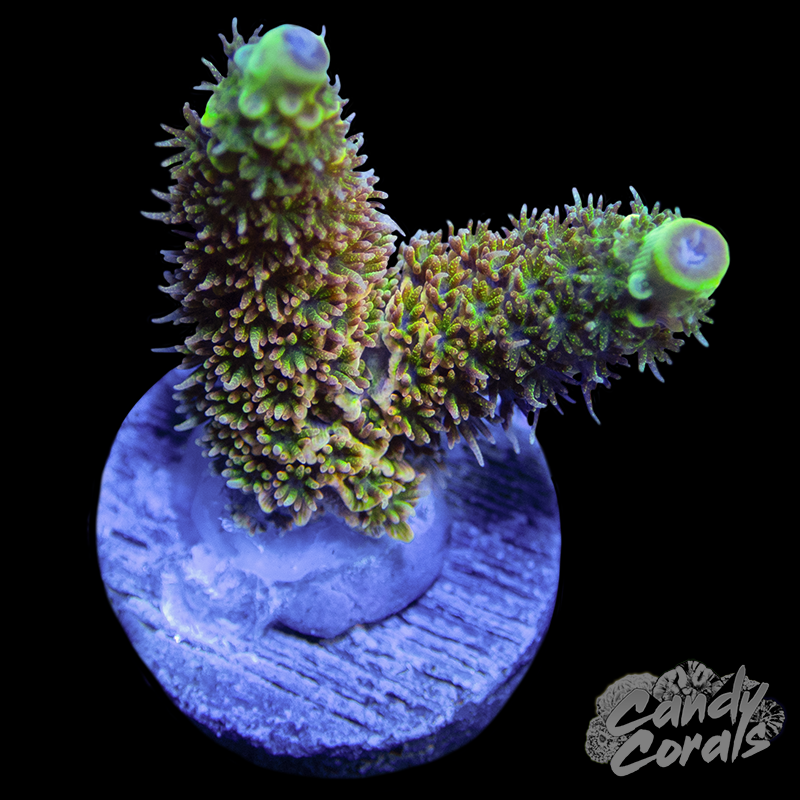 RR Rainbow Splice Millepora Frag A9