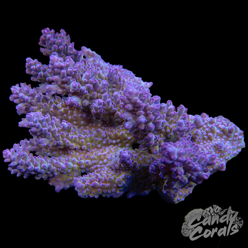 Acropora Sp. Colony WYSIWYG 29