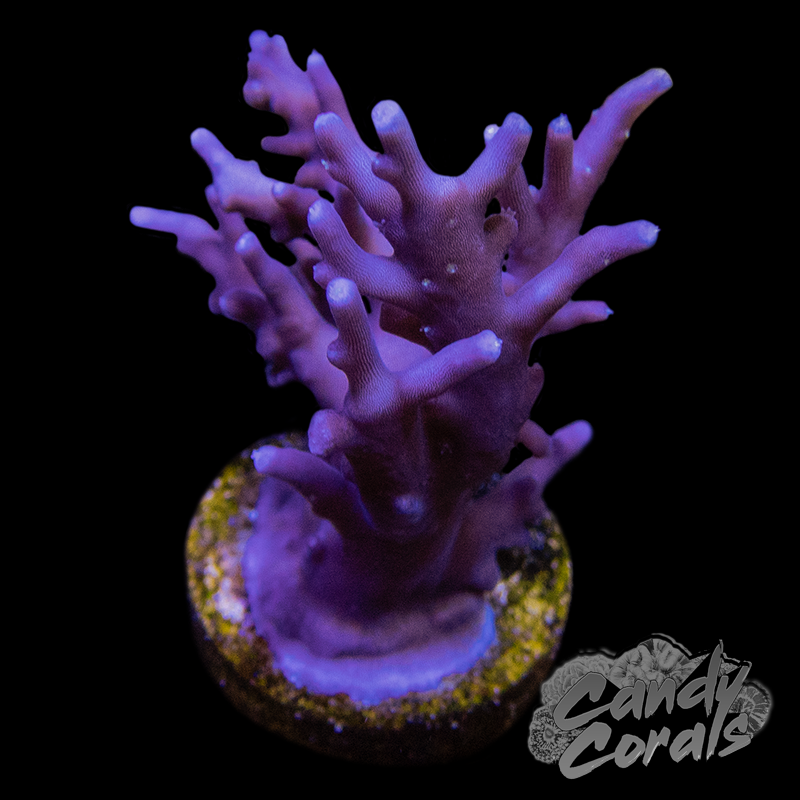 Purple Dragon Acropora Carduus Frag A58