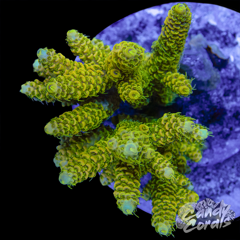 Acropora Sp. Colony WYSIWYG 53