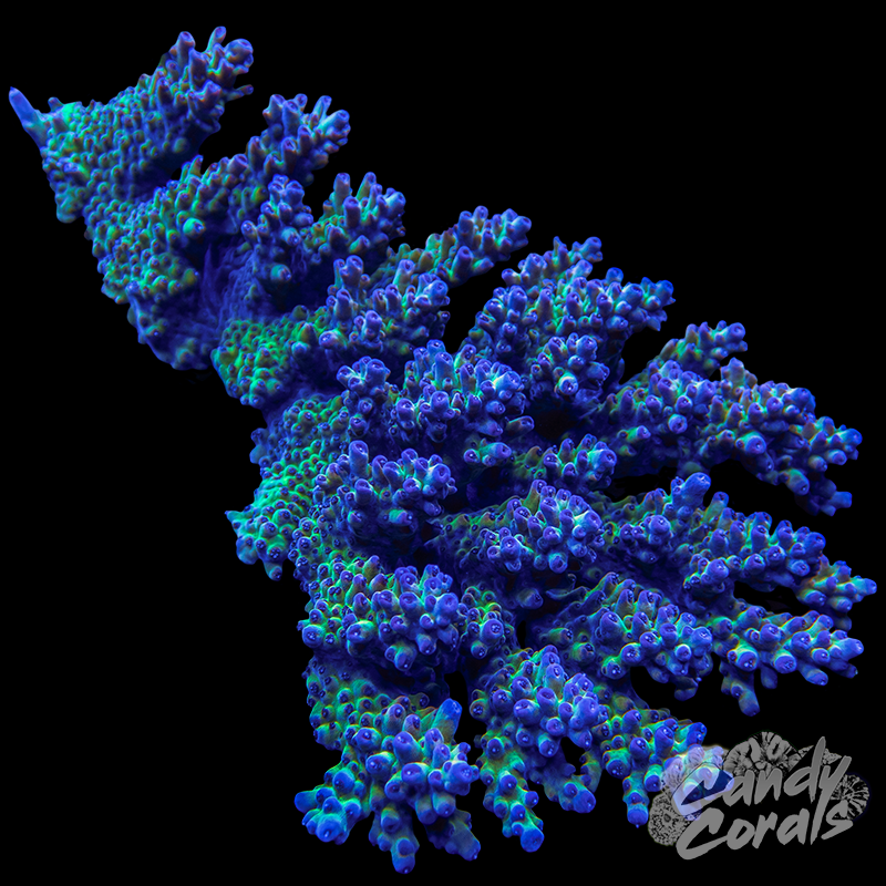 Acropora Sp. Colony WYSIWYG 3