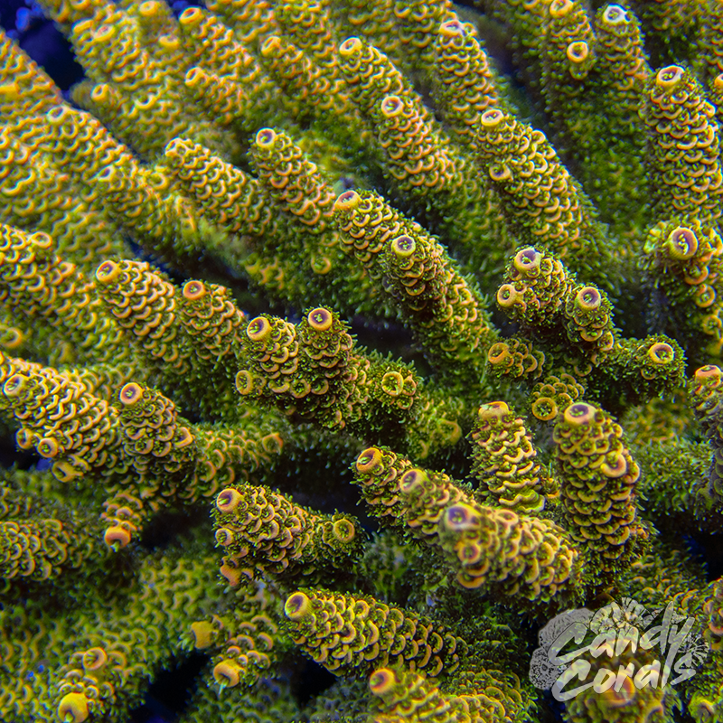 Orange Fuzz Acropora Millepora Frag A68