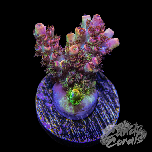 Acropora – Page 4 – Candy Corals