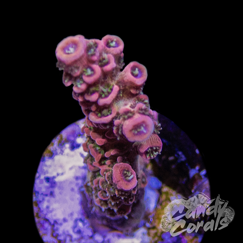 RR Moonshine Acro Sp. Frag