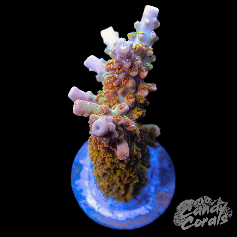 Throwback Acropora Sp. Frag