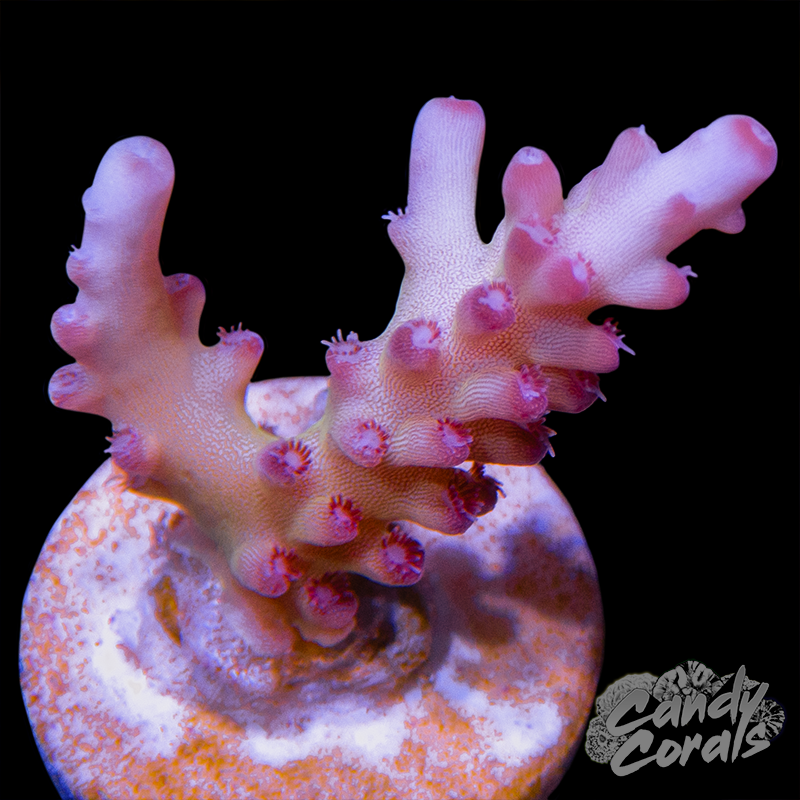 Enigma Acropora Sp. Frag A98