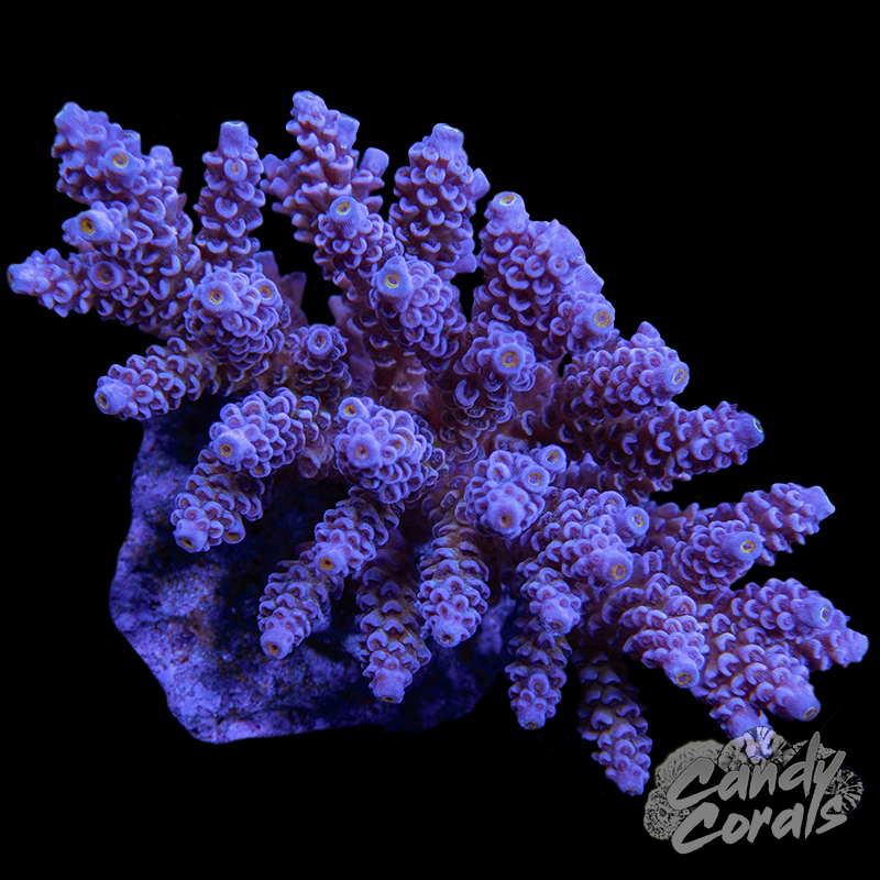Acropora Sp. Colony WYSIWYG 10