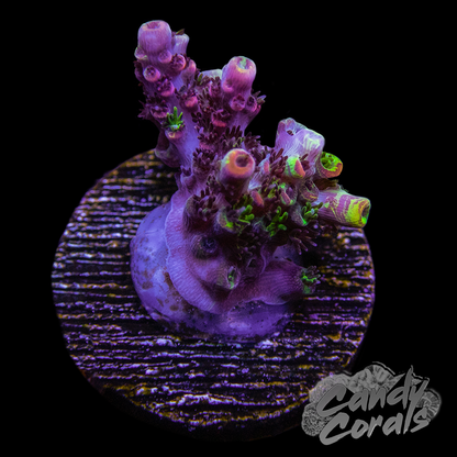 TSA Fruity Splice Acropora Sp. Frag