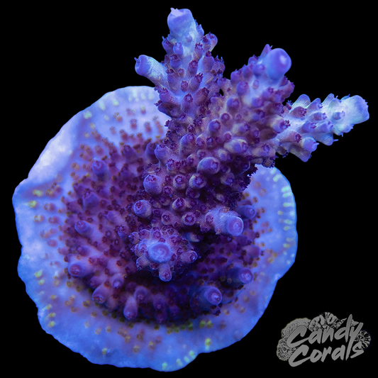 Vivid's Rainbow Delight Acropora Sp. WYSIWYG 1