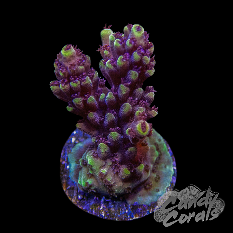 Red Cadillac Acropora Sp. Frag A59