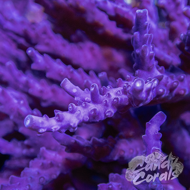Blueberry Vine Acropora Sp. Frag A55