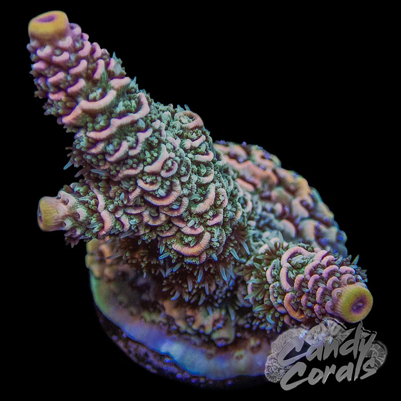 Hard Candy Acropora Millepora Frag