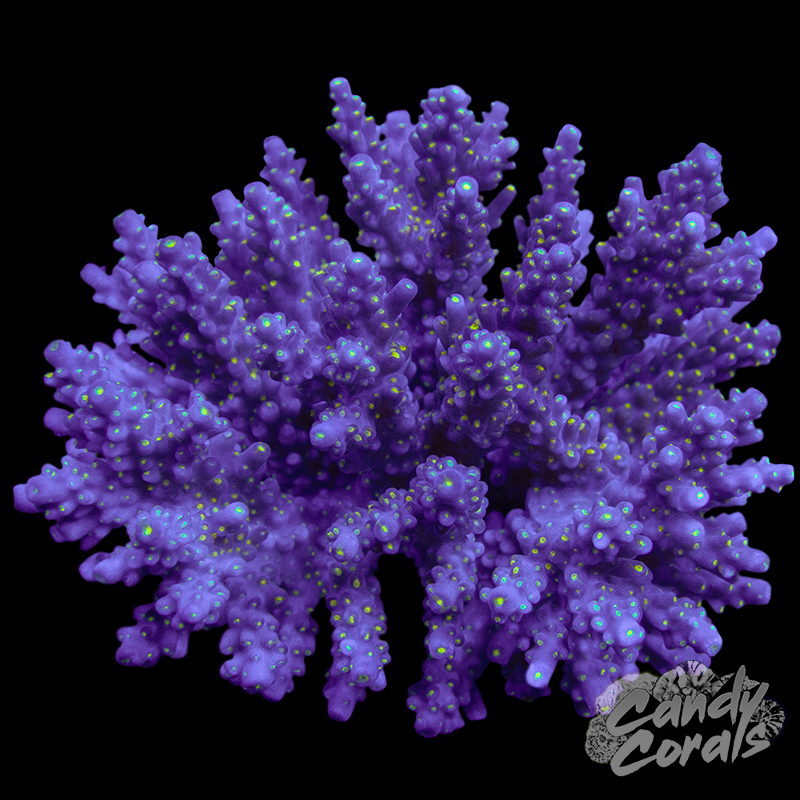 Acropora Sp. Colony WYSIWYG 70