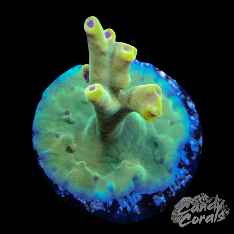 Bk Chem Creme de la Creme Acropora WYSIWYG 2