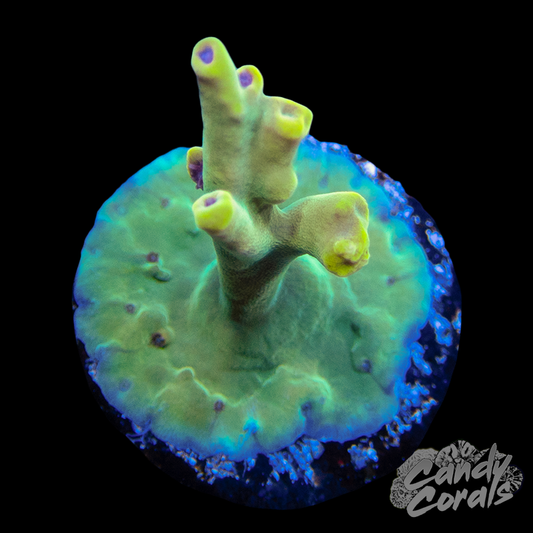 Bk Chem Creme de la Creme Acropora WYSIWYG 2