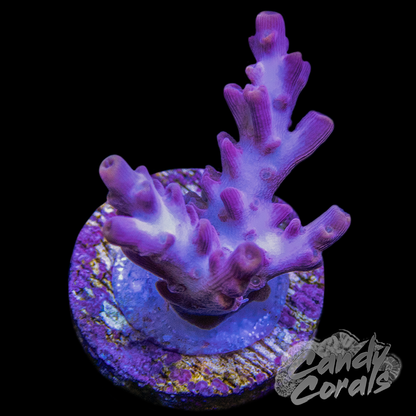 Passion Fruit Acropora Frags