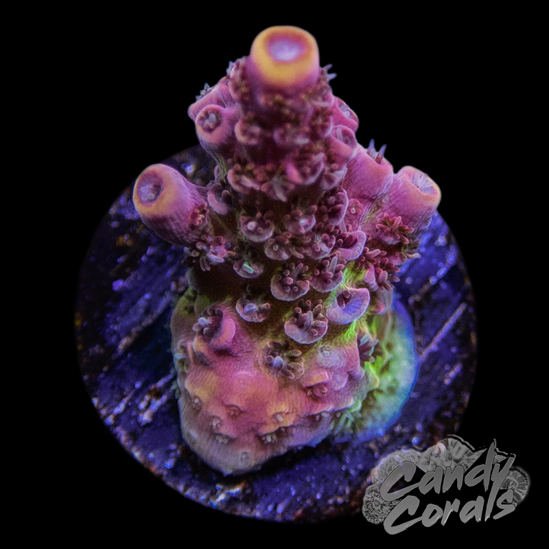 TSA Fruity Pebbles Acropora Sp. Frag A23 – Candy Corals