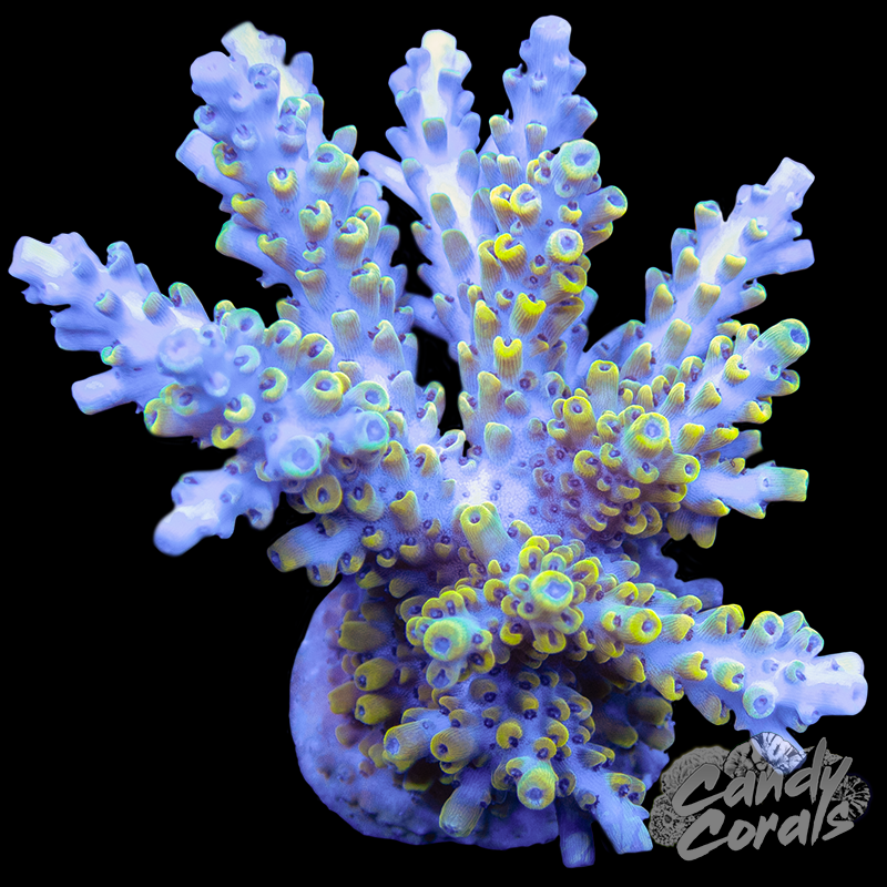 Acropora Sp. Colony WYSIWYG 93