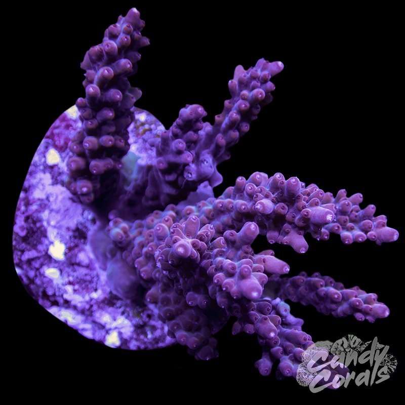 Acropora Sp. Colony WYSIWYG 89