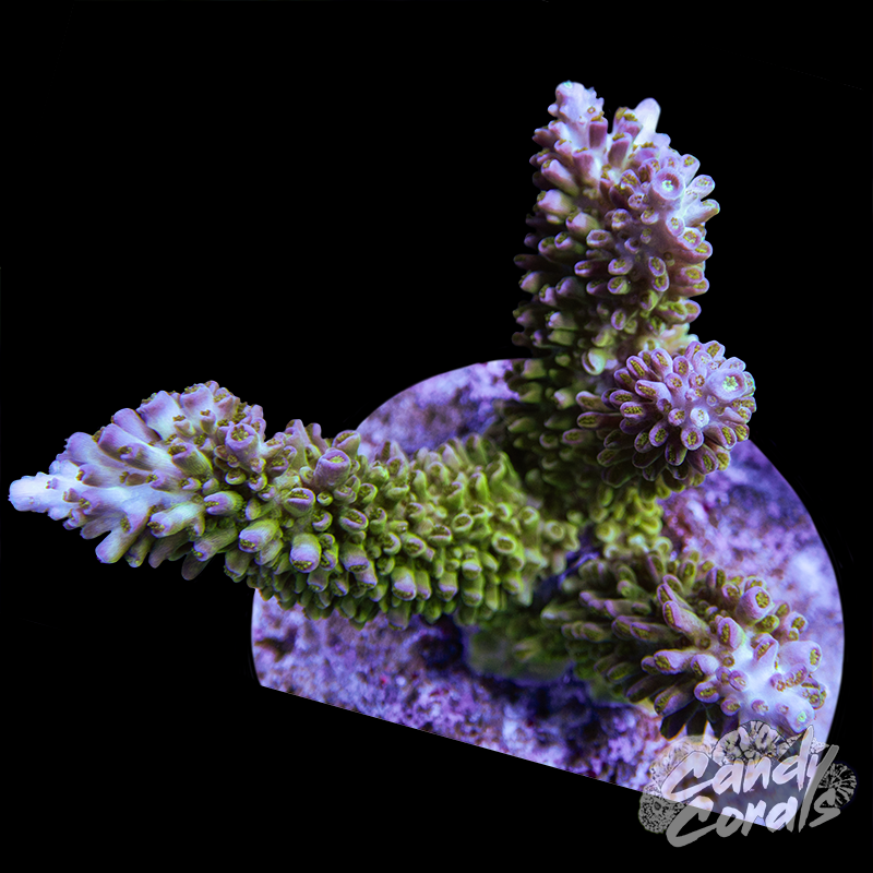 Acropora Sp. Colony WYSIWYG 32