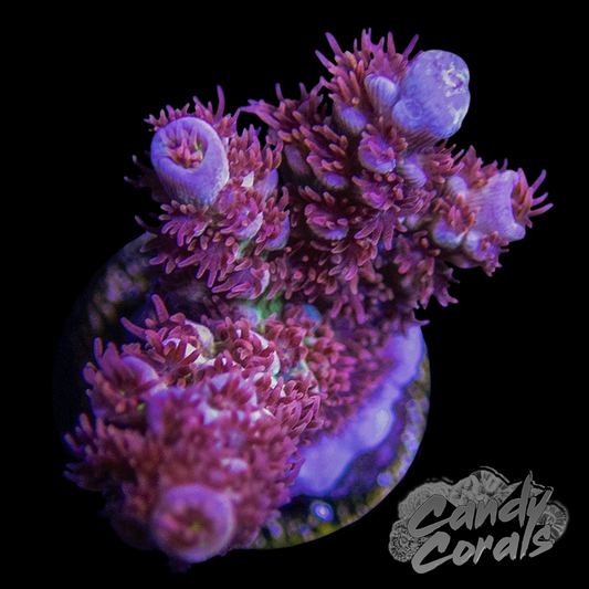 Cherry Bomb Acropora Sp. Frag