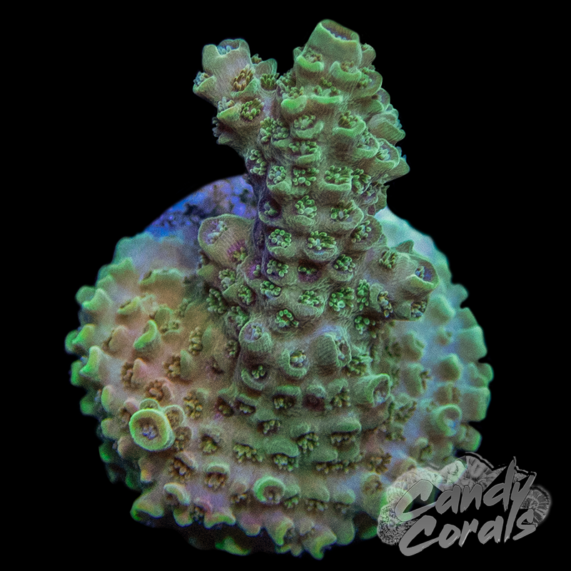 TSA Bill Murray Acropora Sp. Frag