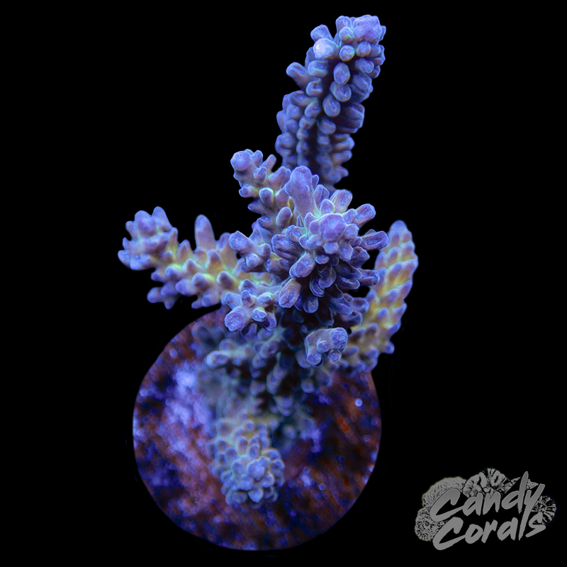 Gilded Grapes Acropora Sp. WYSIWYG 27