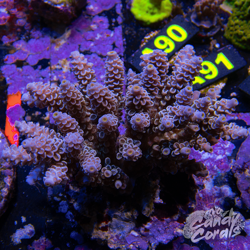 Acropora Sp. Colony WYSIWYG 38