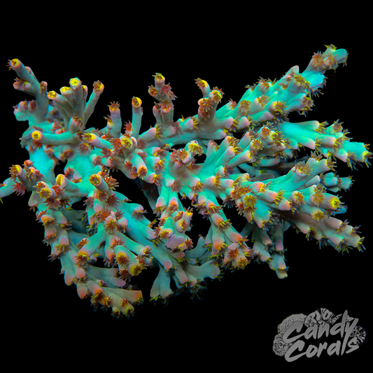 Forbidden Fruit Acropora Speciosa Frag A52
