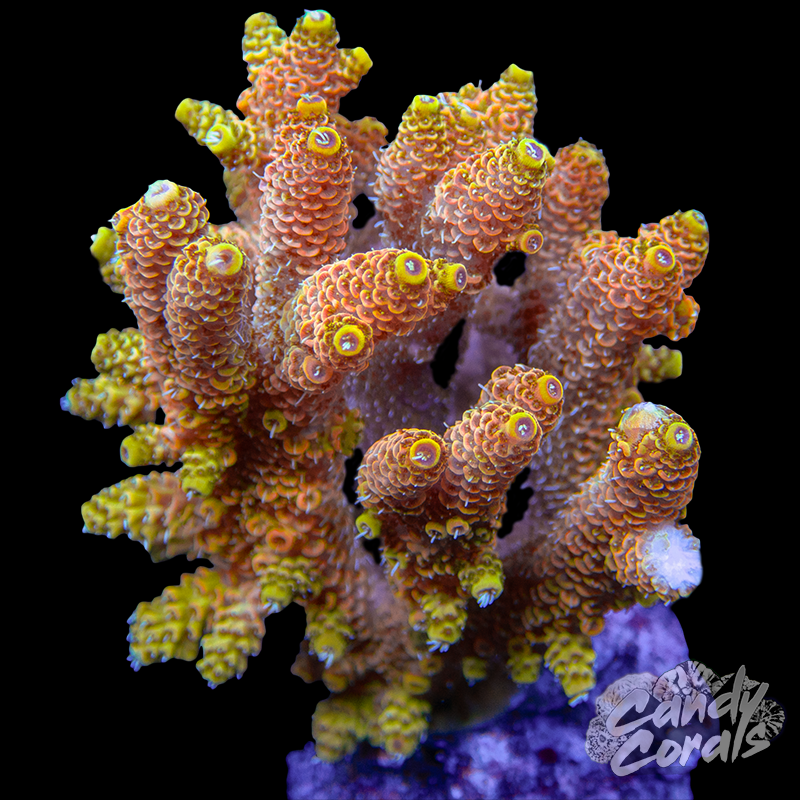 Acropora Sp. Colony WYSIWYG 15