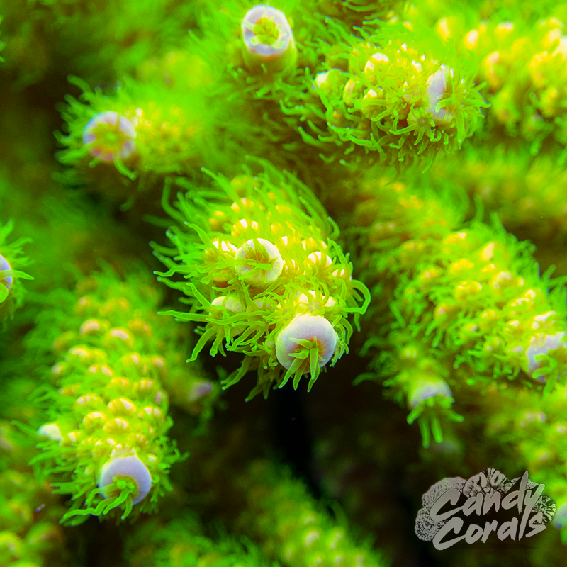 Peter Pan Acropora Tenuis Frag A8