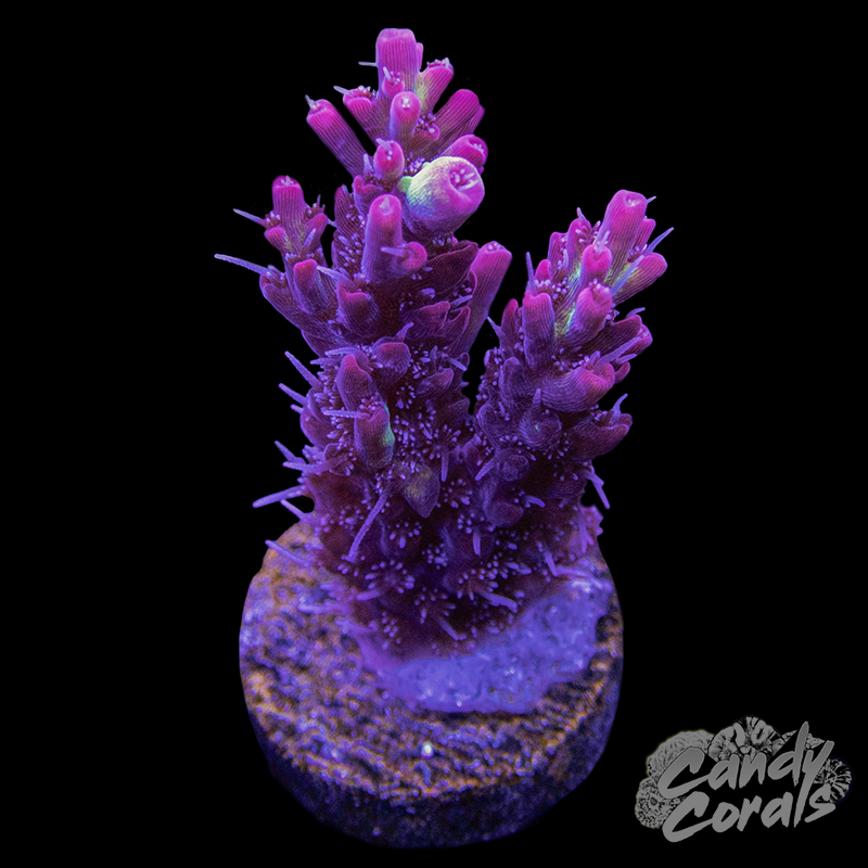 Strawberry Shortcake Acropora Sp. Frag