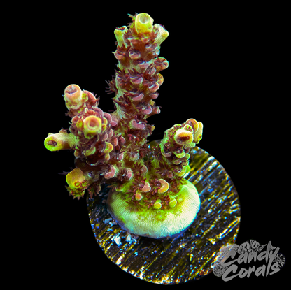 TSA Carolina Reaper Acropora Coral A24