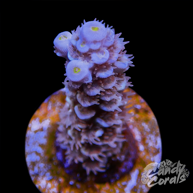 TGC Gravedigger Acropora Sp. Frag A33