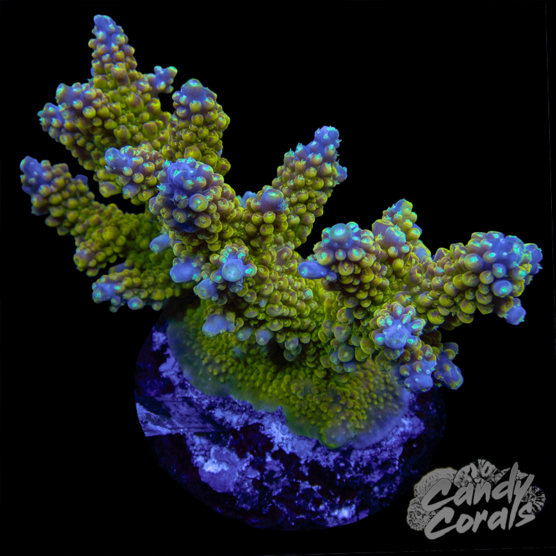 Acropora Sp. Colony WYSIWYG 54