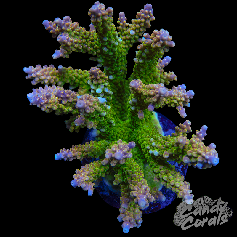Acropora Sp. Colony WYSIWYG 80