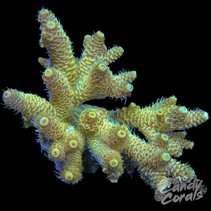 Acropora Sp. Colony WYSIWYG 94