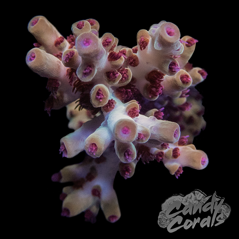 RR Wildfire Acropora Sp. Frag A33
