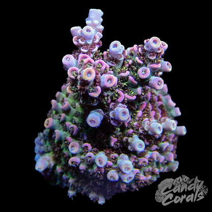 TSA Day Dream Acropora Sp. Frag A32