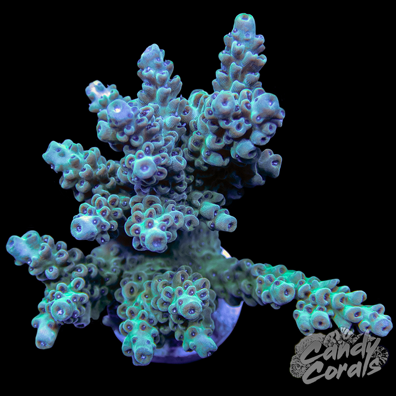 Acropora Sp. WYSIWYG 25