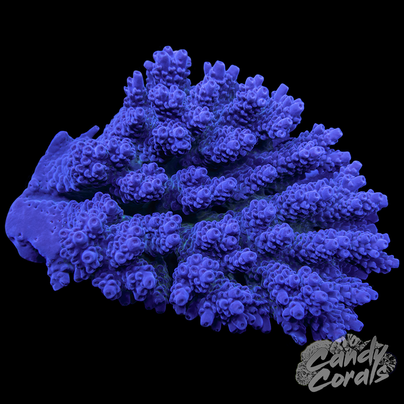 Acropora Sp. Colony WYSIWYG 54