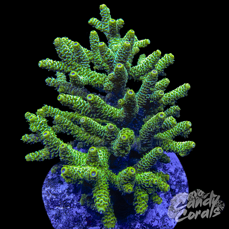 Acropora Sp. Colony WYSIWYG 90